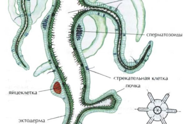 Kraken маркетплейс официальный
