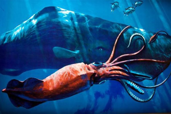 Kraken рабочее зеркало onion