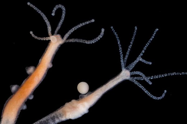 Kraken ссылка kraken torion