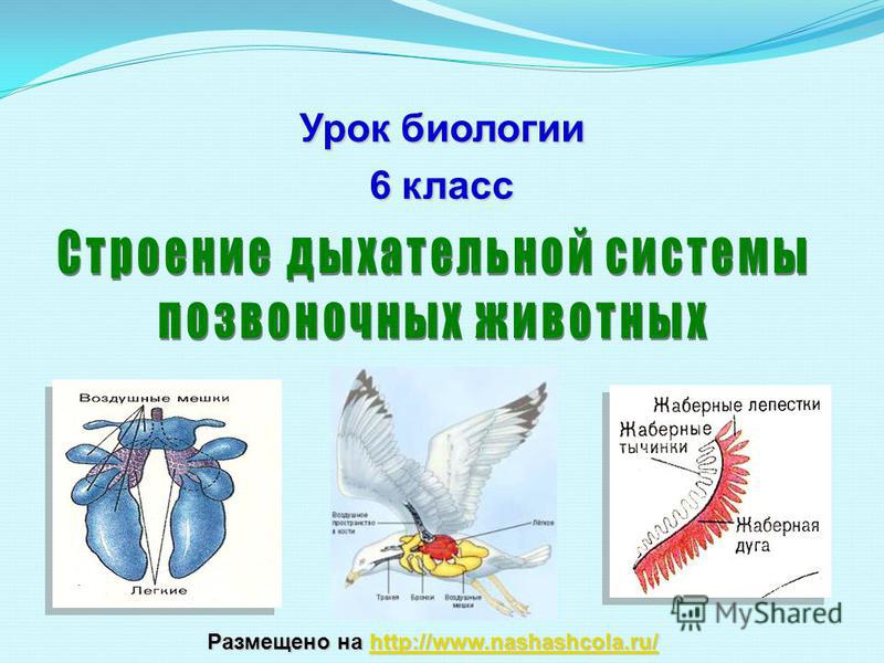 Kra38.at